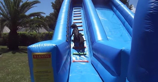 [VIDEO] Watch These Dogs Have A BLAST On This Water Slide Together!