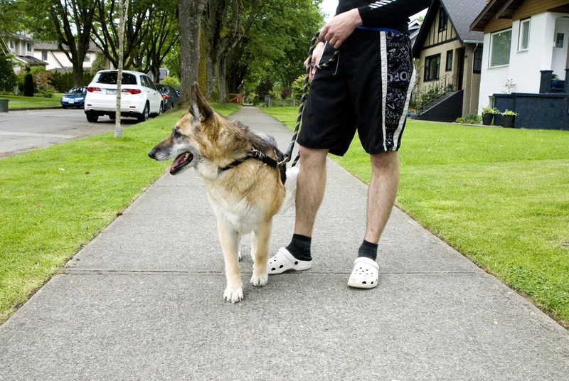 10 Dog Walking Rules You’re TOTALLY Breaking…