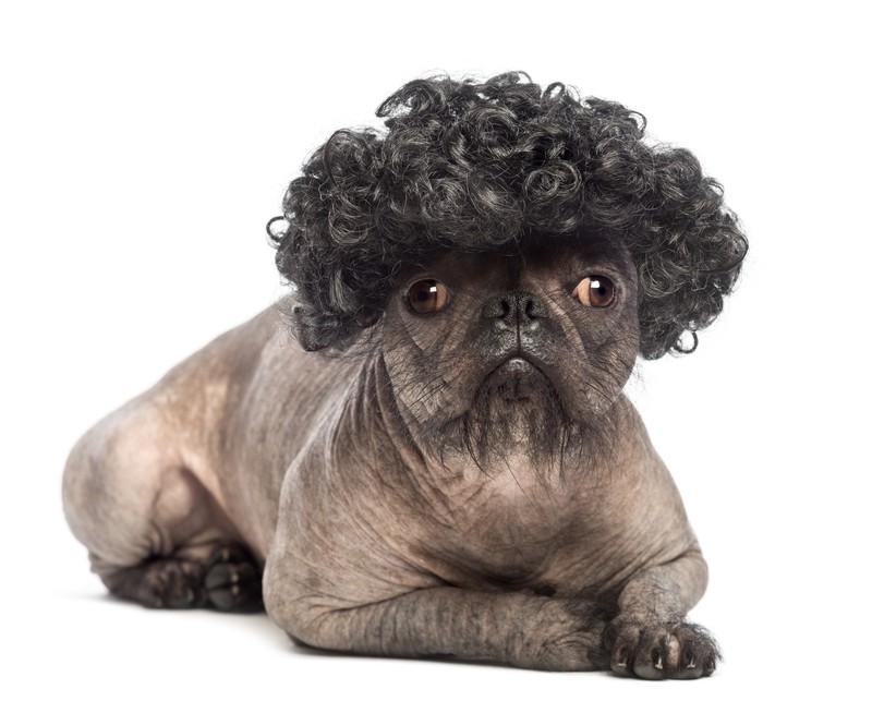 Top 12 Ugliest Dogs of All Time – Do You Agree?