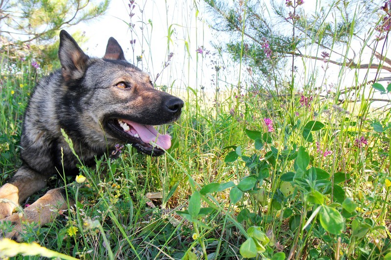 This Harmless Looking Outdoor Plant Could Kill Your Dog