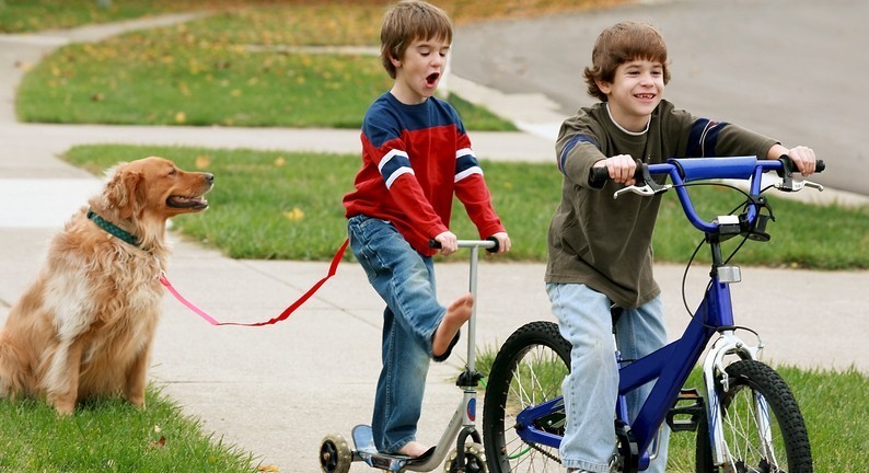 Safely Walk Your Dog While Bicycling With These Successful Training Tips!