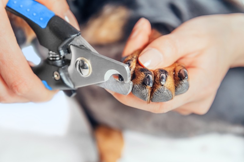 How to Properly Trim Your Dog’s Nails Without The Anxiety