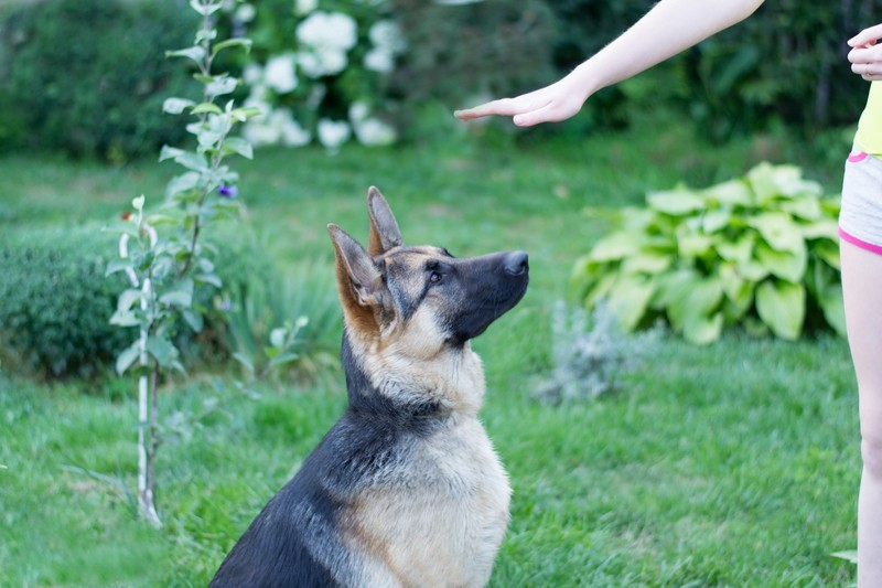 Top 10 Do’s and Don’ts In Dog Training