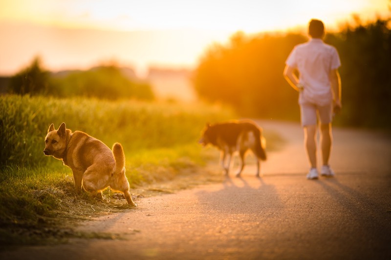 Why Dog Leash Laws Are So Important: The Latest Facts Will SHOCK You