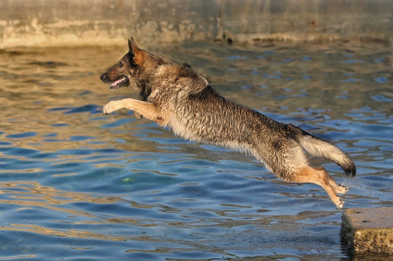 Does Your Dog Love Water? Learn About Water Intoxication. It’s A Real And Very Deadly Thing…