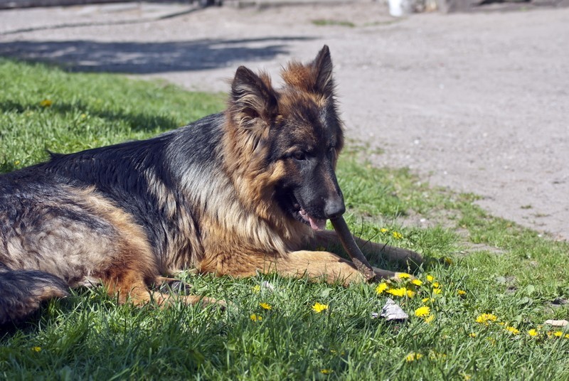 My Dog Is Eating Grass – Does That Mean He’s Sick?