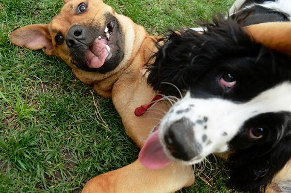 Get Your Hyper Dog To Chill Out When You Have Company!