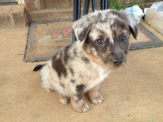 7 Heartwarming Photos Of Rescued Dogs On The First Day In Their New Home