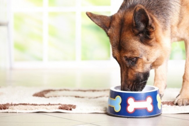 Itchy Dog? Could Be a Food Allergy. Check Out These Super Simple Ways To Test Their Food….