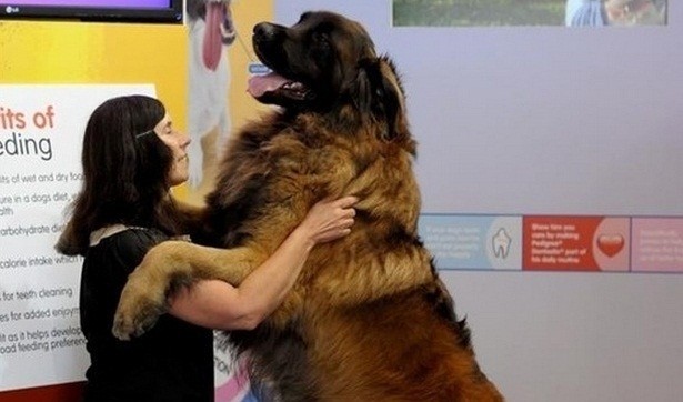 10 GIANT Dogs That Clearly Don’t Understand Their Size