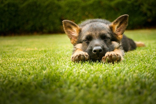 9 Awesome Life Rules Told By Puppies