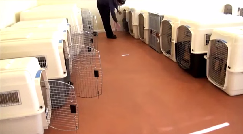 [VIDEO] Check Out These Incredible K9 Training Dogs And The Willpower They Have