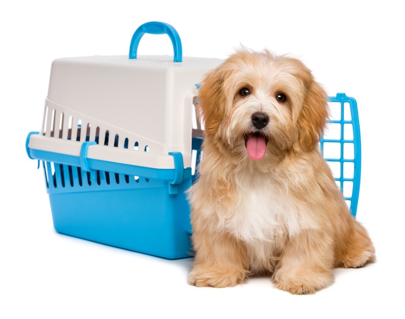 Do You Know These Awesome Crate Training Tips?