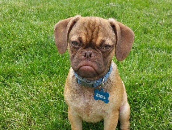 8 Grumpy Puppies That Will Make Your Day