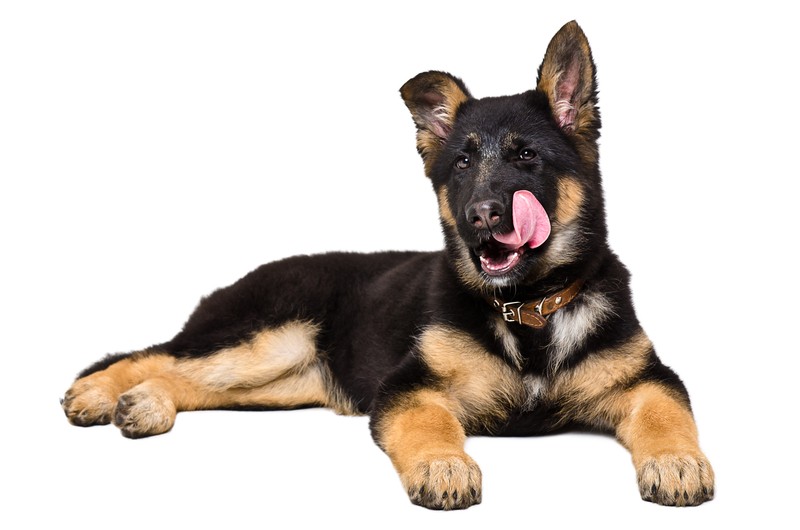 5 People Foods That Are SAFE For Your Dog To Eat!