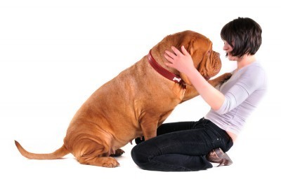 Fat Dogs DON’T Want To Be Fat: They Want To Be Healthy – And You Can Help Them!
