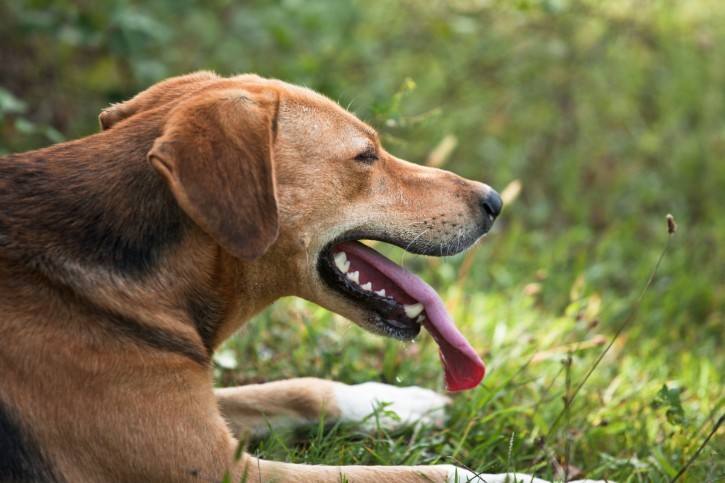 Dog Overheating? Life Saving Tips Every Owner Needs To Know