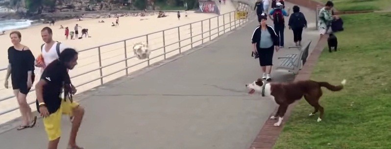 [VIDEO] GOAL! This Dog Handles A Soccer Ball at the Beach Like A Pro!