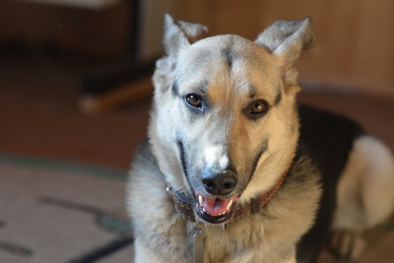 [VIDEO] You Won’t Believe What German Shepherd Does In The Bathroom! Watch And See!!!