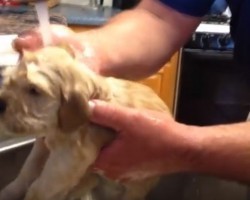 [VIDEO] Puppies Getting Their First Bath Is Total Cuteness Overload
