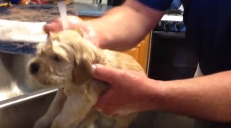 puppy bath