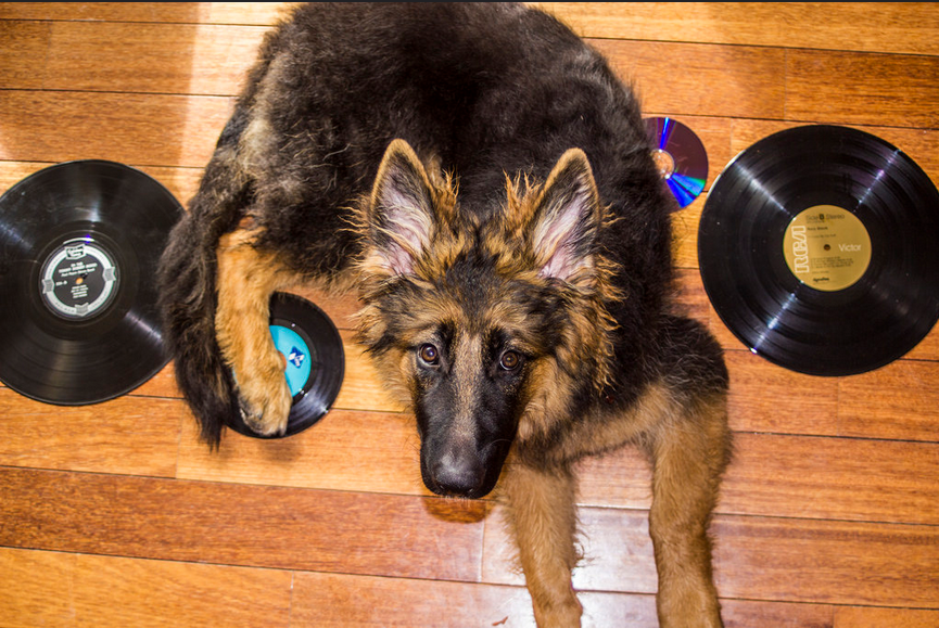 [VIDEO] You Won’t Believe How This German Shepherd Dances To Hip Hop