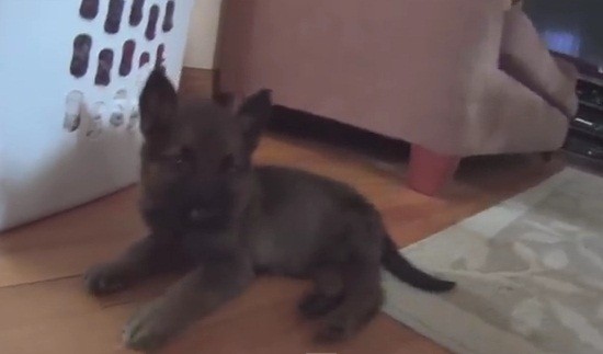 [VIDEO] This Heartwarming Video Of A Puppy Meeting His Cat Siblings Will Make Your Day!