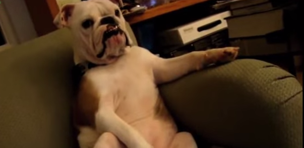 [VIDEO] Why Dogs Are The Best Roommates Of All Time! The Part At 00:38 Is HILARIOUS!