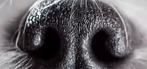 sniff