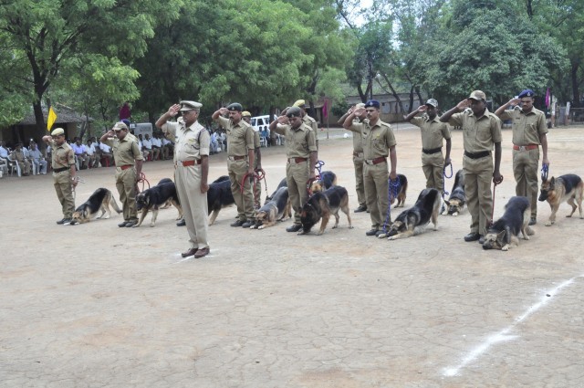 These German Shepherds Were Trained To Protect Tigers…. SERIOUSLY!