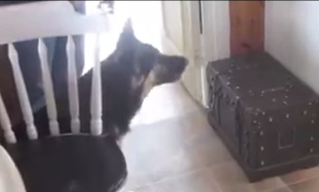 [VIDEO] German Shepherd Is Certain This Stuffed Animal Is The Real Deal! SOOO Funny!