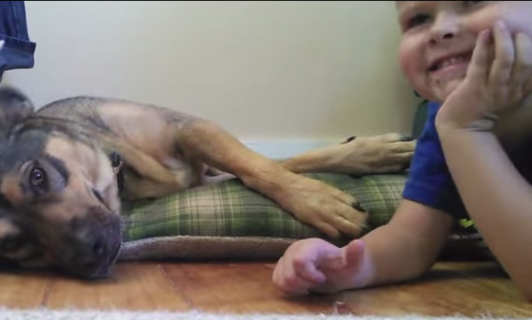 [VIDEO] Kitten Meets Dog: Love At First Purr! These Two Are The Cutest…