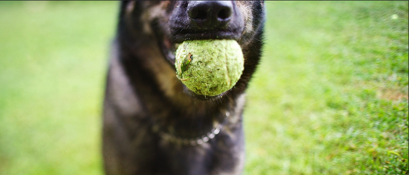 1 Dog Toy, Endless Possibilities Of Fun!