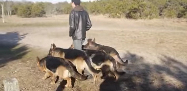 [VIDEO] This Pack Of German Shepherds Are UNBELIEVABLE! We Gasped At The 5:27 Mark