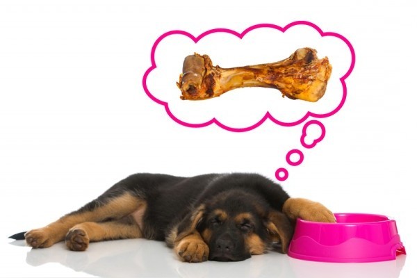 Try These Awesome ‘Cool Down’ Doggy Treats For Your Pooch This Summer!