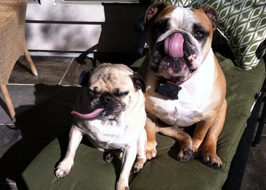 10 Cute Photos Of Dogs And Their BFFs….#5 Is Our Favorite