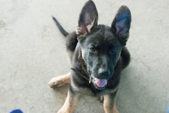 [VIDEO] See This Puppy Steal The Water Bowl And The Show – So Cute!