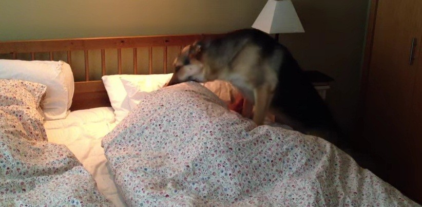 [VIDEO] This German Shepherd Is DETERMINED To Wake Up His Dad! Watch His FUNNY Technique