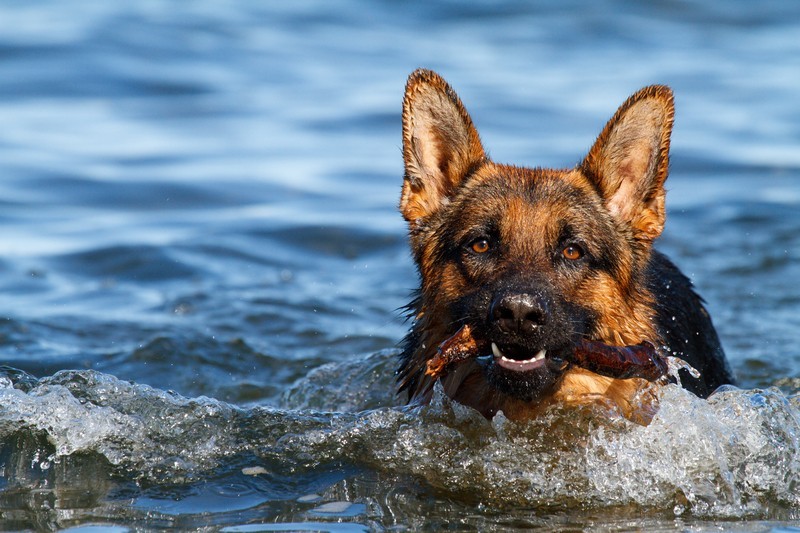 Get Your Dog To Enjoy Water With These Simple Tips