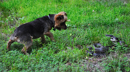 It’s Snake Season: What To Do If Your Dog Is Bitten