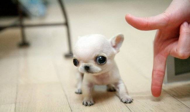 These 16 Tiny Puppies Are Guaranteed To Make Your Day
