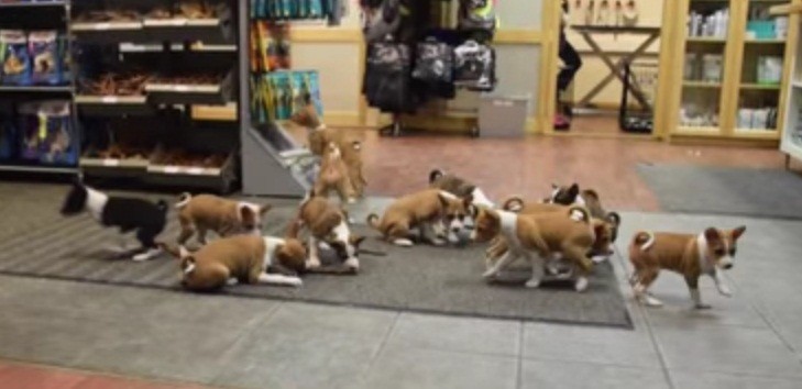 [VIDEO] 16 Puppies Under One Roof? We Gasped At The 02:28 Mark!!!