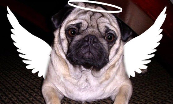 Are These Cute Dogs Angels In Disguise? You Decide!