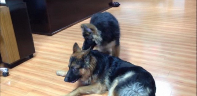 [VIDEO] These Adorable Long Haired German Shepherd Puppies Are The Sweetest