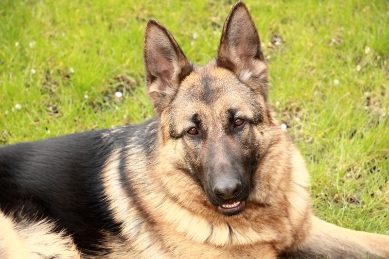 8 Things German Shepherd Parents Will Appreciate