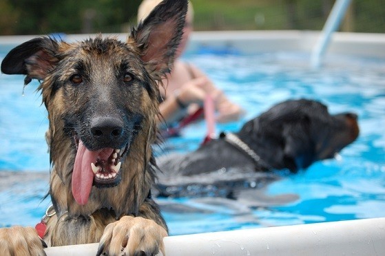 8 Dogs Who Are Ready For Summer