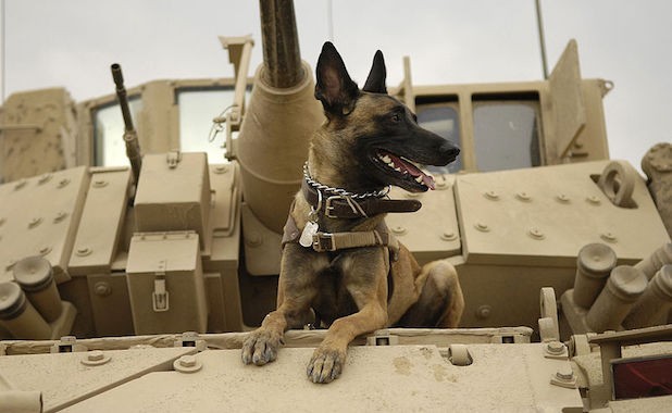 Support Military Dogs With These Awesome Care Packages! Such An Amazing Idea!!