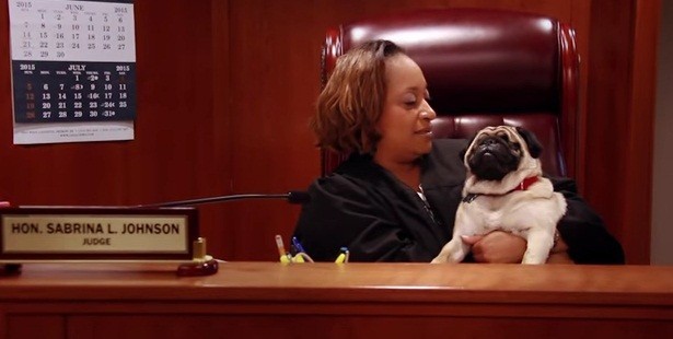[VIDEO] This Blind Pug Was Adopted By A Judge And Has A New Leash On Life!