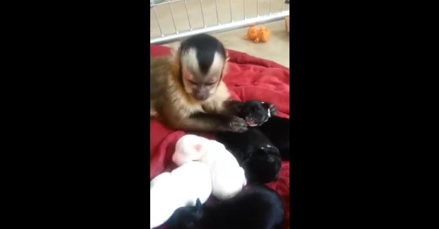 [VIDEO] OMG – Watch This Adorable Monkey Babysit These Puppies – Cutest Thing EVER!!!!!