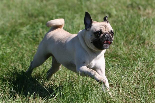 6 Things About Pugs You Probably Don’t Know Yet.